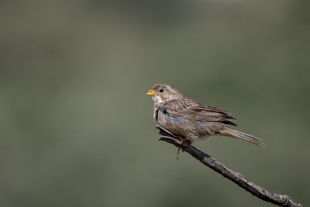 DPPhotography - Extremadura - Corn bunting - C.jpg - Corn bunting - Hinojal, Extremadura