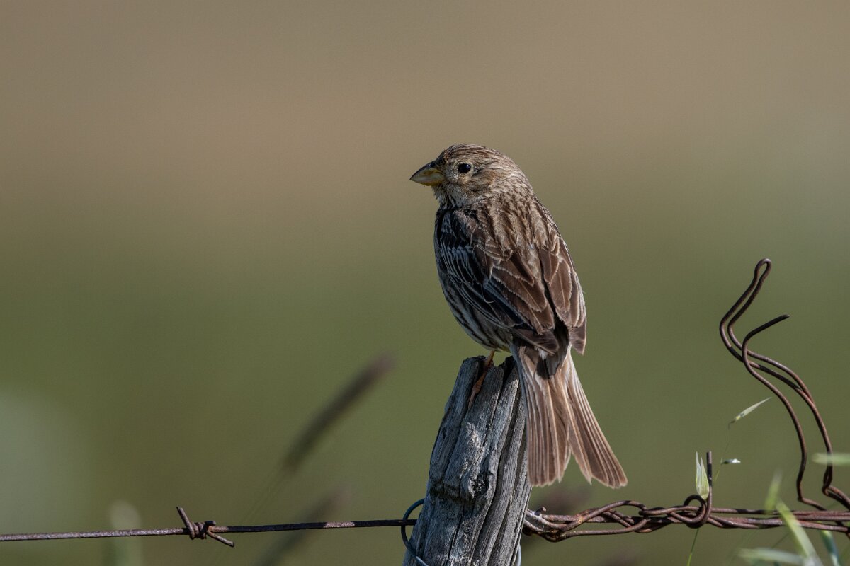 DPPhotography - Extremadura - Corn bunting - G.jpg - Corn bunting - Trujillo Plains, Extremadura