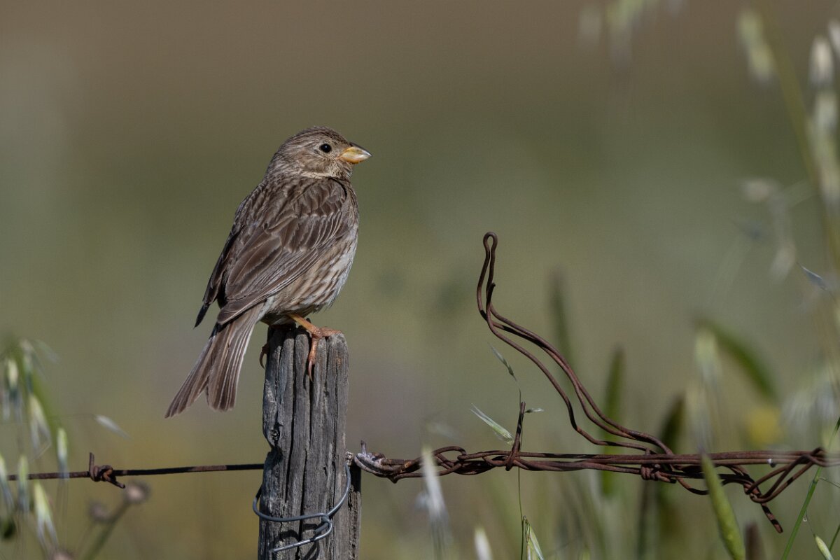 DPPhotography - Extremadura - Corn bunting - H.jpg - Corn bunting - Trujillo Plains, Extremadura