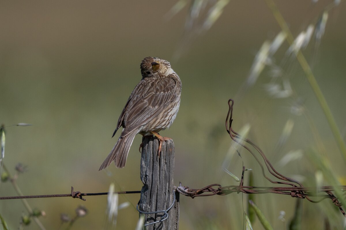 DPPhotography - Extremadura - Corn bunting - I.jpg - Corn bunting - Trujillo Plains, Extremadura