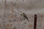 DPPhotography - Andalucia - Corn bunting - C