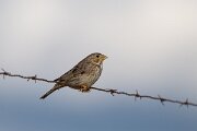 DPPhotography - Extremadura - Corn bunting - B