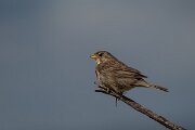 DPPhotography - Extremadura - Corn bunting - D