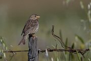 DPPhotography - Extremadura - Corn bunting - H