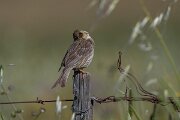 DPPhotography - Extremadura - Corn bunting - I