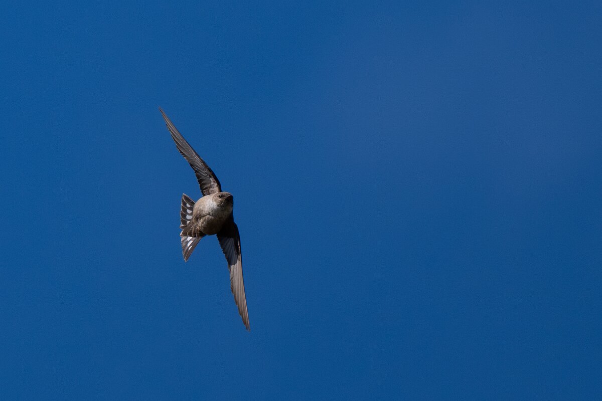DPPhotography - Extremadura - Crag martin - C.jpg - Crag martin - Río Magasca, Extremadura