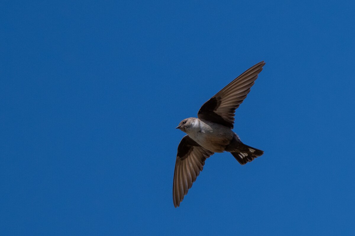 DPPhotography - Extremadura - Crag martin - I.jpg - Crag martin - Río Magasca, Extremadura