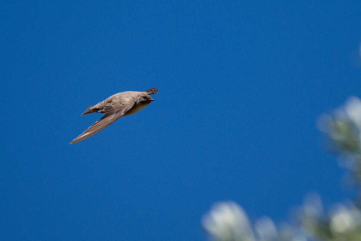 DPPhotography - Extremadura - Crag martin - J.jpg - Crag martin - Río Magasca, Extremadura