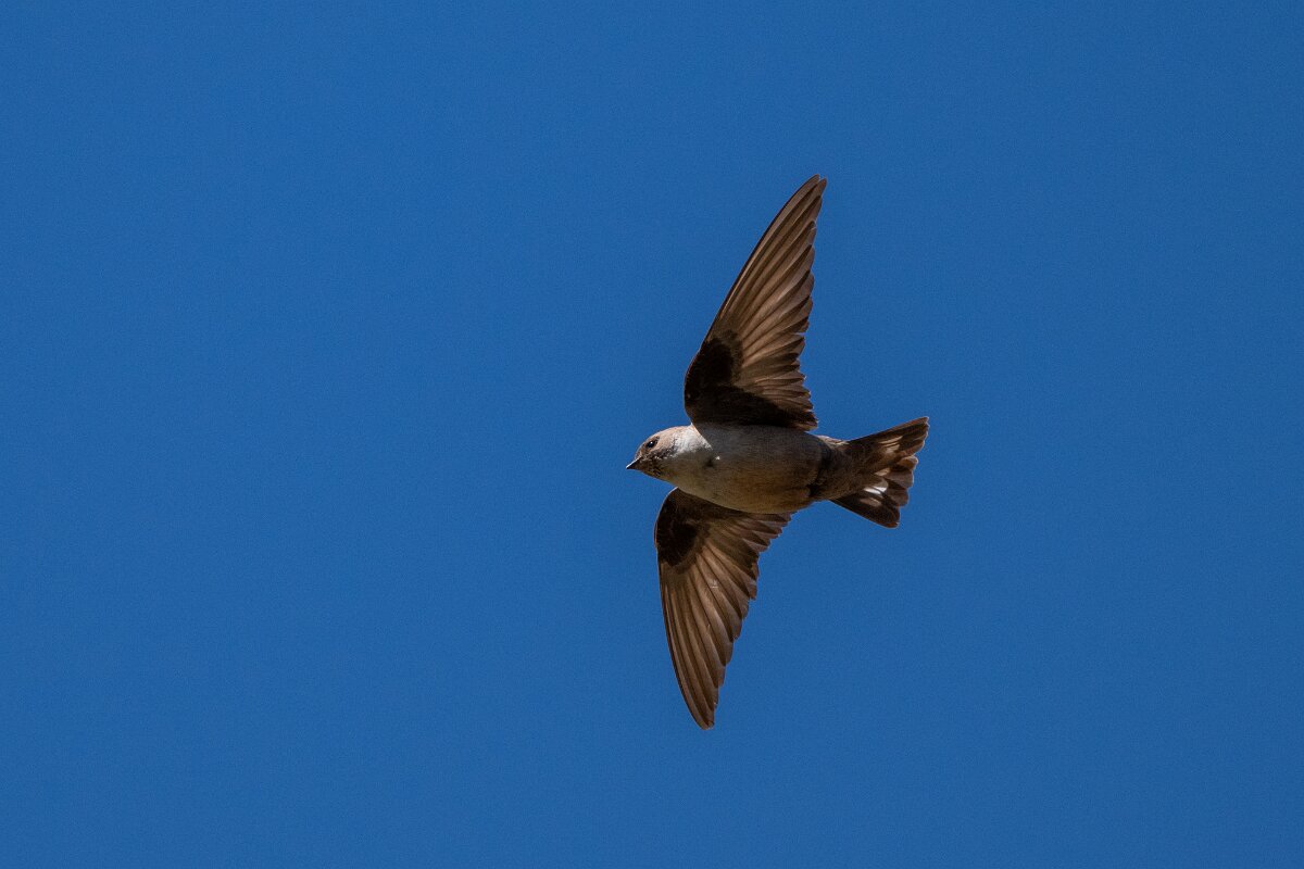 DPPhotography - Extremadura - Crag martin - K.jpg - Crag martin - Río Magasca, Extremadura
