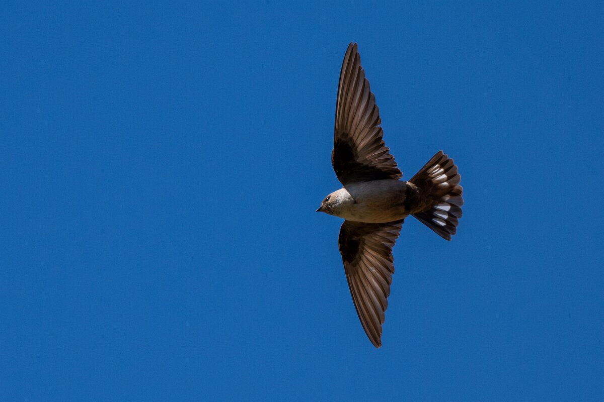 DPPhotography - Extremadura - Crag martin - L.jpg - Crag martin - Río Magasca, Extremadura