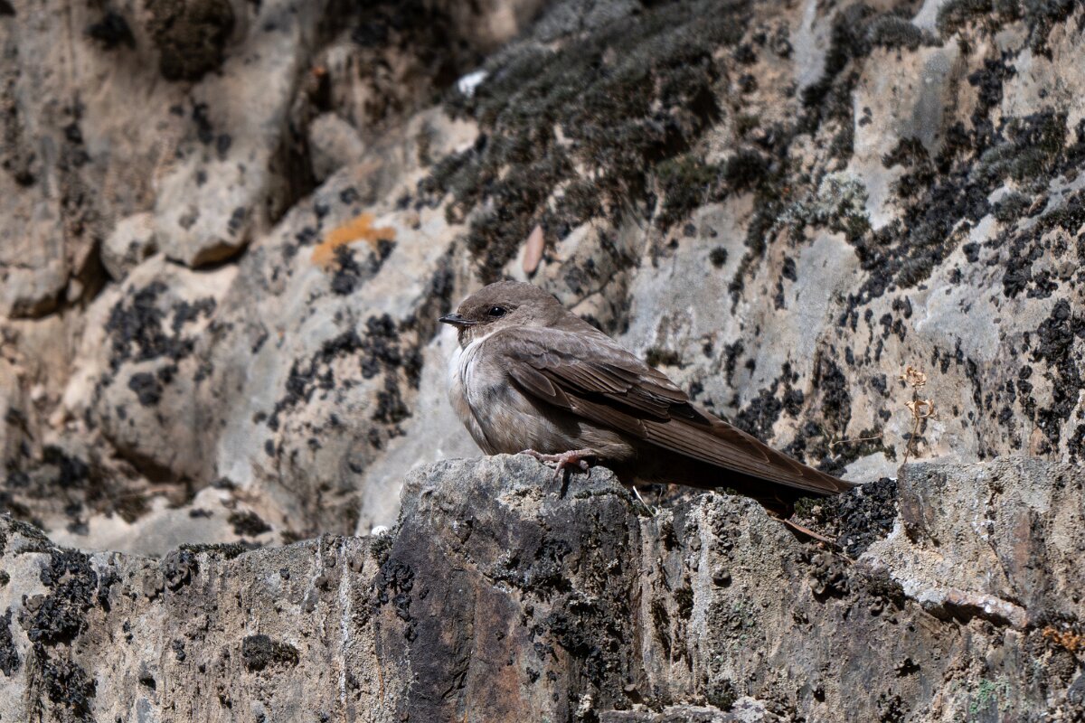 DPPhotography - Extremadura - Crag martin - N.jpg - Crag martin - Río Magasca, Extremadura