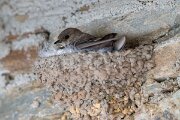 DPPhotography - Extremadura - Crag martin - A