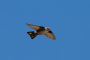 DPPhotography - Extremadura - Crag martin - B