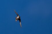 DPPhotography - Extremadura - Crag martin - C