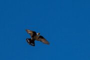 DPPhotography - Extremadura - Crag martin - D