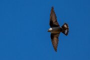 DPPhotography - Extremadura - Crag martin - L