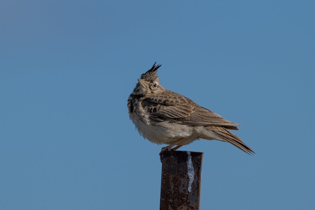 DPPhotography - Extremadura - Crested lark - C.jpg - Crested lark - Trujillo Plains, Extremadura