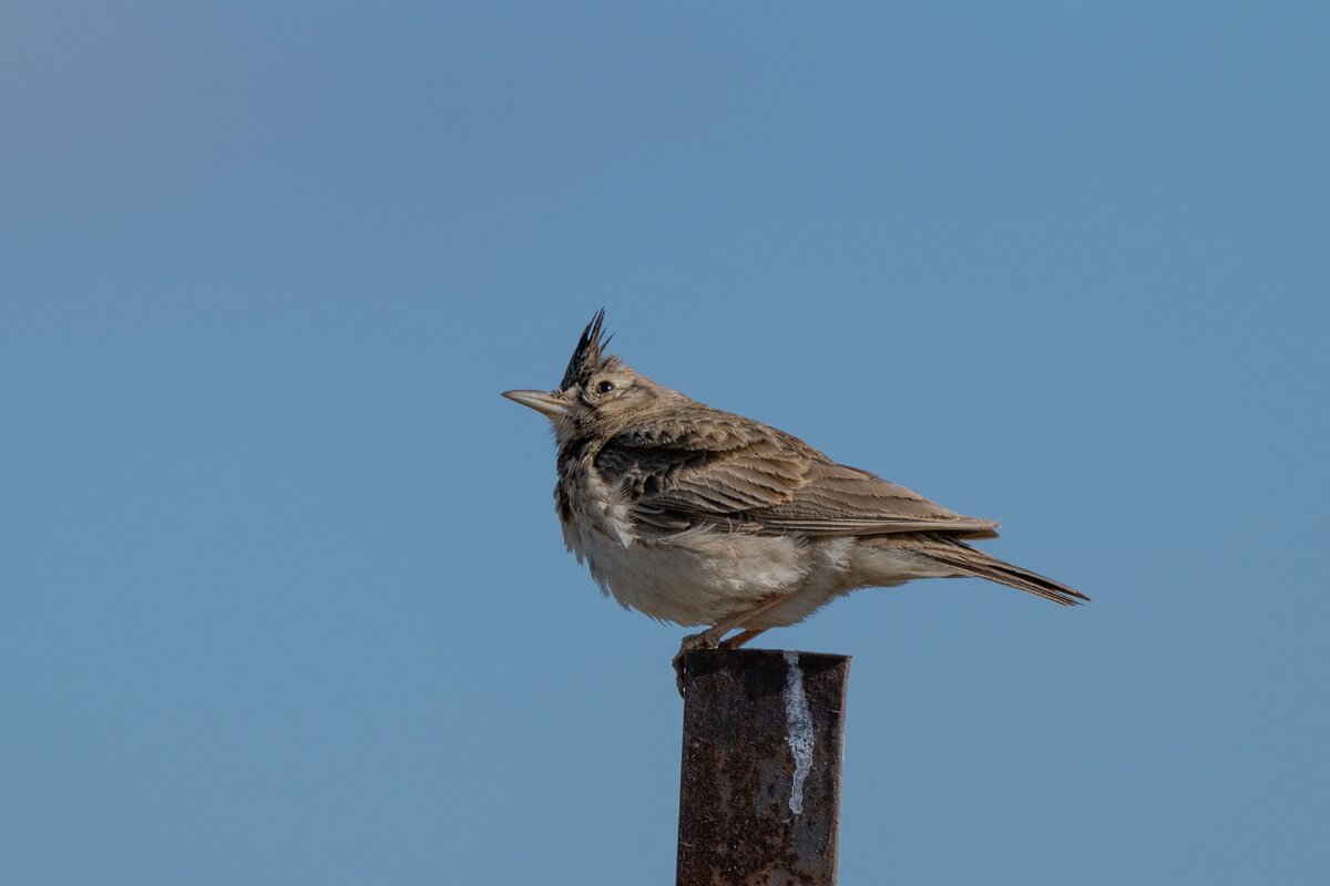 DPPhotography - Extremadura - Crested lark - D.jpg - Crested lark - Trujillo Plains, Extremadura