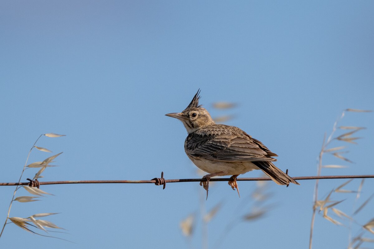 DPPhotography - Extremadura - Crested lark - E.jpg - Crested lark - Trujillo Plains, Extremadura