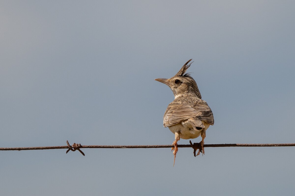 DPPhotography - Extremadura - Crested lark - F.jpg - Crested lark - Valdedalor, Extremadura