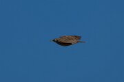 DPPhotography - Extremadura - Crested lark - A