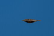 DPPhotography - Extremadura - Crested lark - B