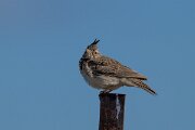 DPPhotography - Extremadura - Crested lark - C