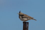 DPPhotography - Extremadura - Crested lark - D