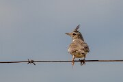 DPPhotography - Extremadura - Crested lark - F