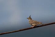 DPPhotography - Extremadura - Crested lark - G
