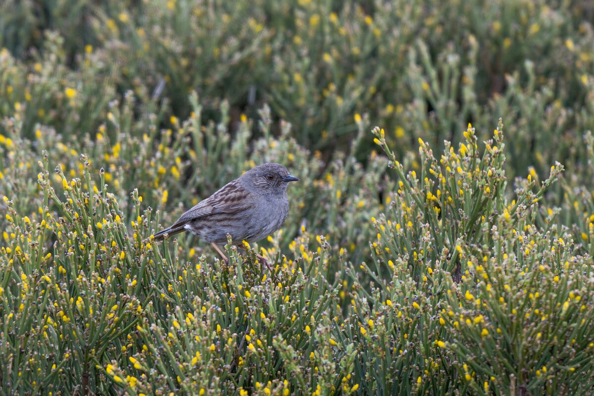 DPPhotography - Extremadura - Dunnock - A.jpg - Dunnock - La Covatilla, Sierra de Bejar, Castilla y León