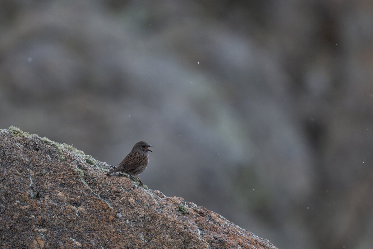 DPPhotography - Extremadura - Dunnock - F.jpg - Dunnock - Plataforma de Gredos, Castilla y León