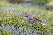 DPPhotography - Extremadura - Dunnock - E