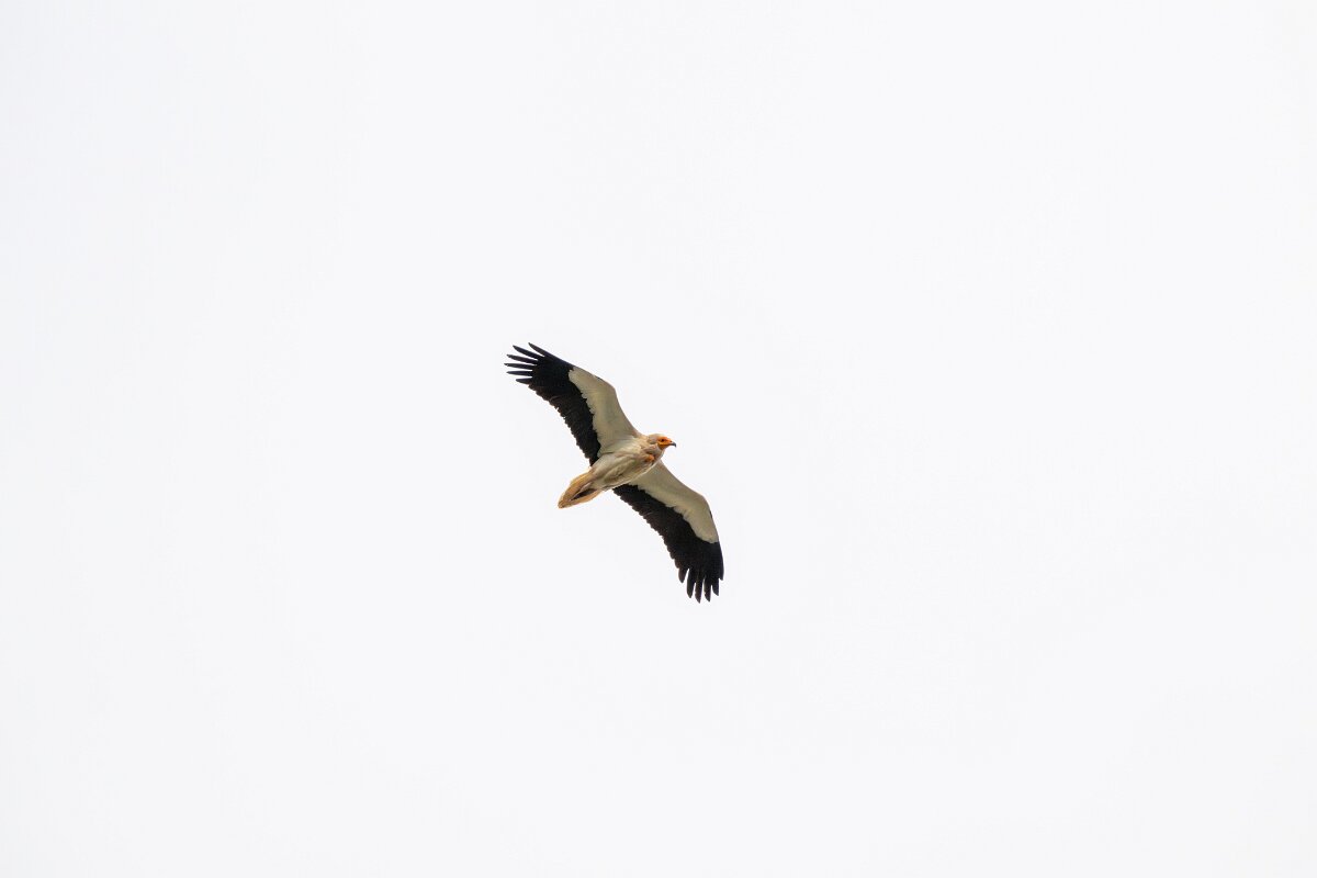 DPPhotography - Extremadura - Egyptian vulture - C.jpg - Egyptian vulture - Castillo de Monfragüe, Extremadura
