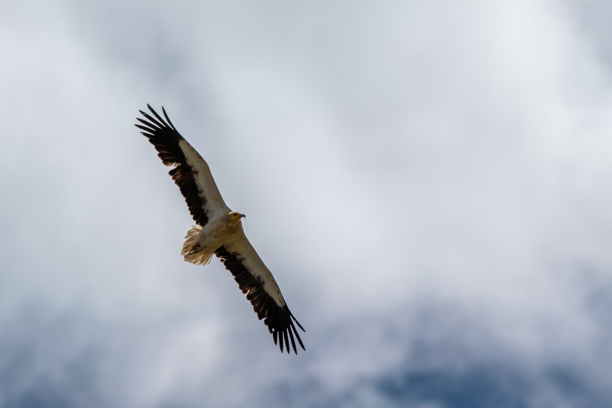 DPPhotography - Extremadura - Egyptian vulture - H.jpg - Egyptian vulture - Río Magasca, Extremadura