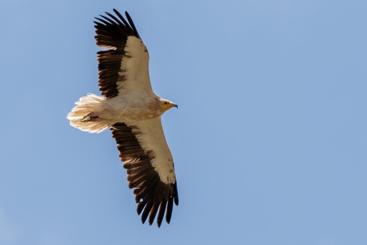 DPPhotography - Extremadura - Egyptian vulture - I.jpg - Egyptian vulture - Río Magasca, Extremadura
