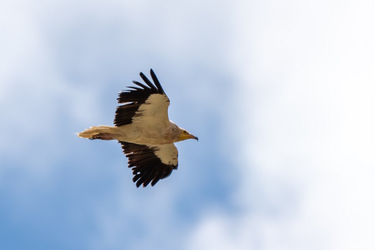 DPPhotography - Extremadura - Egyptian vulture - J.jpg - Egyptian vulture - Río Magasca, Extremadura