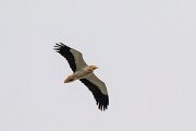 DPPhotography - Extremadura - Egyptian vulture - A
