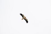 DPPhotography - Extremadura - Egyptian vulture - C