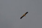 DPPhotography - Extremadura - Egyptian vulture - D