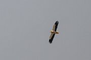 DPPhotography - Extremadura - Egyptian vulture - E