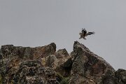 DPPhotography - Extremadura - Egyptian vulture - F