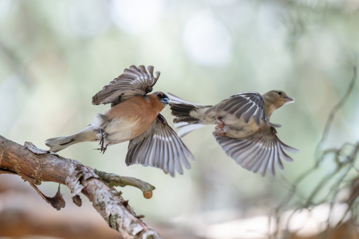DPPhotography - Extremadura - Eurasian chaffinch - B.jpg - Eurasian chaffinch - Parador de Gredos, Castilla y León