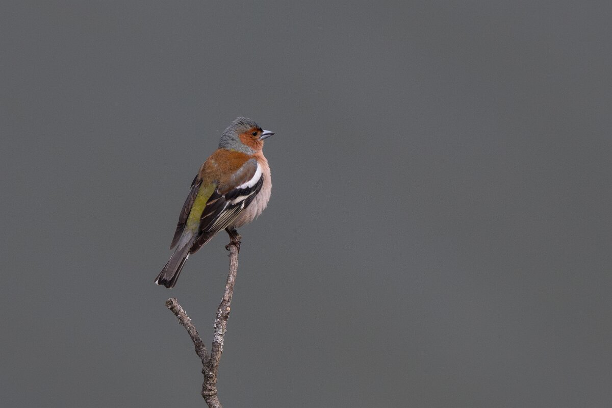 DPPhotography - Extremadura - Eurasian chaffinch - C.jpg - Eurasian chaffinch - Peña Falcon, Monfragüe