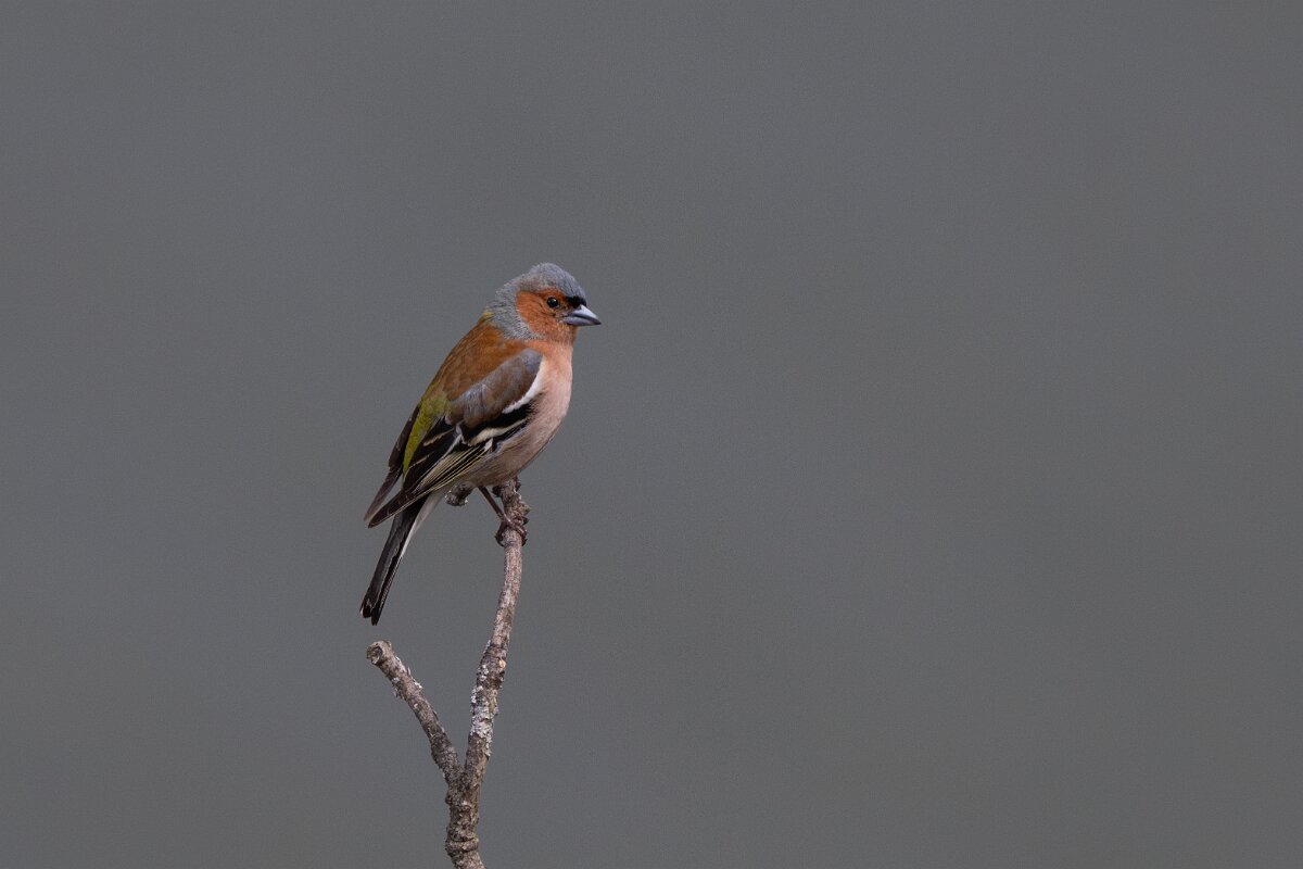 DPPhotography - Extremadura - Eurasian chaffinch - D.jpg - Eurasian chaffinch - Peña Falcon, Monfragüe
