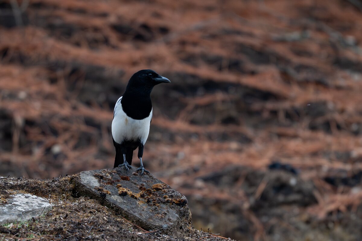 DPPhotography - Andalucia - Eurasian magpie - B.jpg - Eurasian magpie - Sierra de Andújar