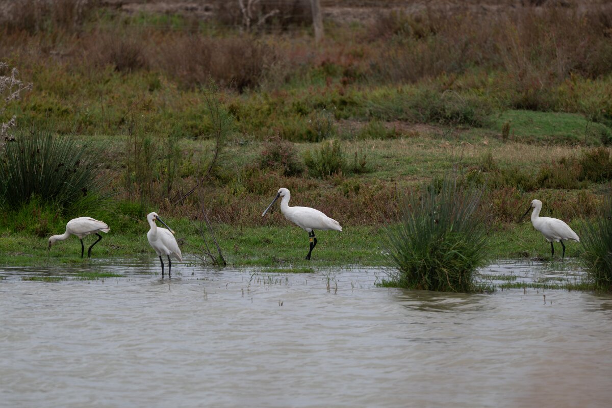 DPPhotography - Andalucia - Eurasian spoonbill - A.jpg - Eurasian spoonbill - Doñana National Park