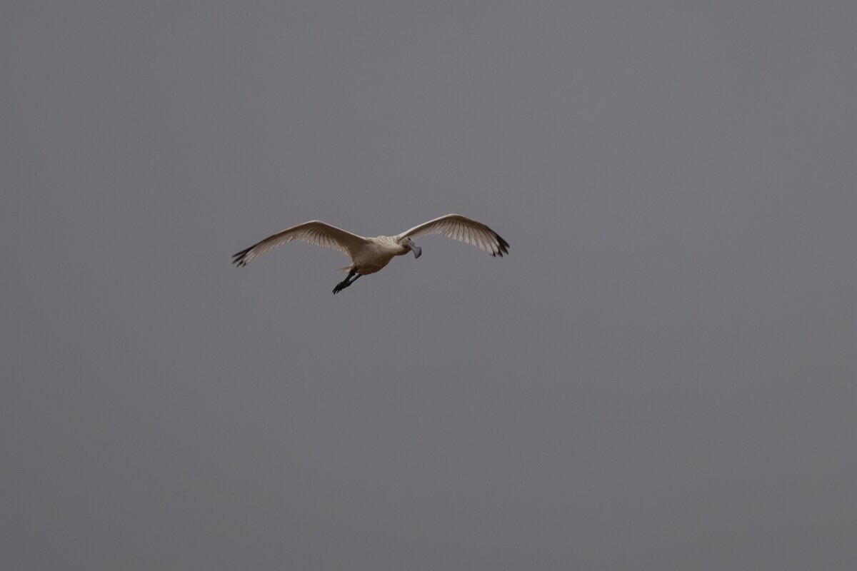 DPPhotography - Andalucia - Eurasian spoonbill - B.jpg - Eurasian spoonbill - Doñana National Park