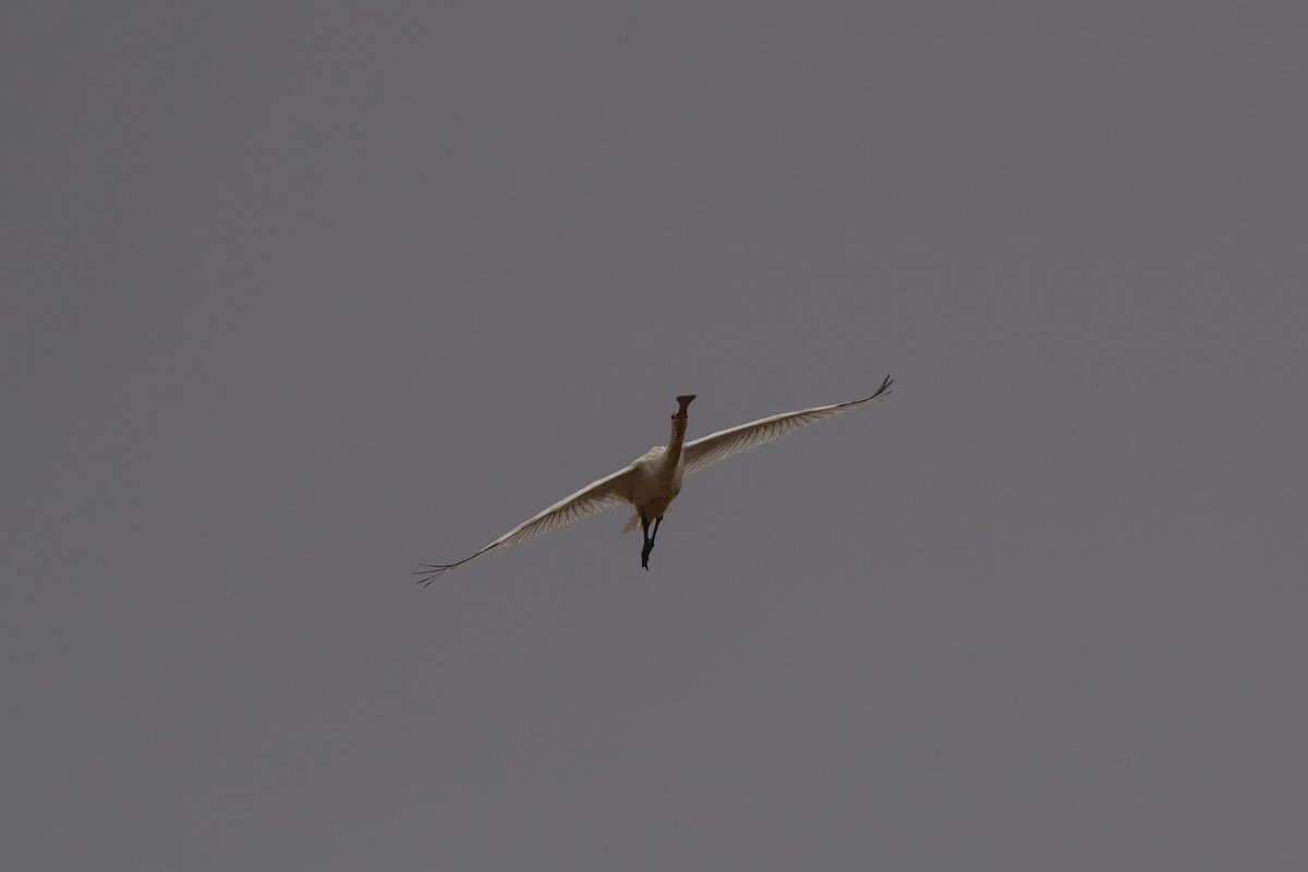 DPPhotography - Andalucia - Eurasian spoonbill - C.jpg - Eurasian spoonbill - Doñana National Park