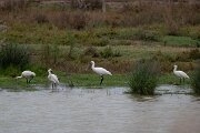 DPPhotography - Andalucia - Eurasian spoonbill - A